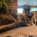 cosmicpandaaa avatar