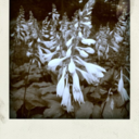 cosmicrebellion avatar