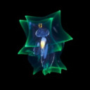 cosmicrobe avatar