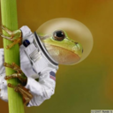 cosmicspacefrog avatar