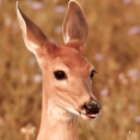 cosmicweedbrownie avatar