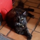 cosmogyral-catscram avatar