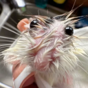 cosmopolitan-thedrink avatar