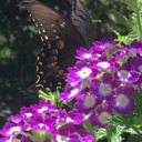 cosmos-corvidae avatar