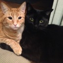 cosmos-musings avatar