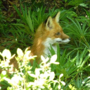 cottage-by-the-shore avatar