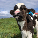 cottage-core-lover avatar