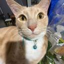 cottage-fairy23 avatar