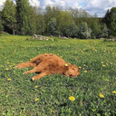 cottage-heart avatar