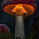 cottage-to-the-core avatar