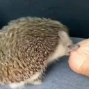 cottagecatt15 avatar