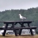 cottagecorecryptid-stash avatar