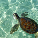 cottagecoreprincess1618 avatar