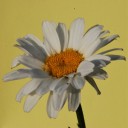 cottagepatchouli avatar