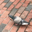 cottagepigeon avatar