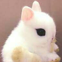 cotton--bunny avatar