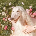 cottoncandybouquet avatar