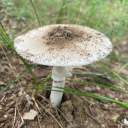 cottoncandyconfetti avatar