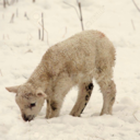 cottoncookies avatar