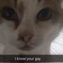 cottondesigns avatar