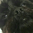 cottonheadedninnymuggins avatar