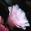 cottontail-the-dreamer-blog avatar