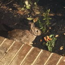 cottontailrabbit avatar