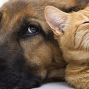 cottonui-blog avatar