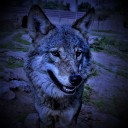 could-be-wolves avatar