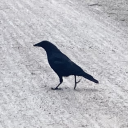 counselor-elijah avatar