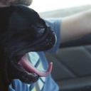 counterclockwiseguy avatar