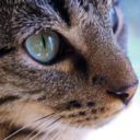 counterpointing avatar