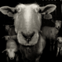 countfivesheep-blog avatar