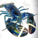 countinglobsters avatar