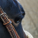 country-comes-to-town avatar