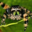 country-spider avatar