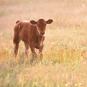 countrycrazy11 avatar