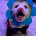 countrycritter avatar