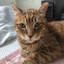 countrygoblin avatar