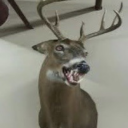 countrypie004 avatar