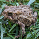 countrytoads-photography avatar