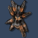 counttarantula avatar