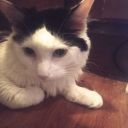 coup-des-tots avatar