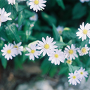 coupleofdaisies avatar