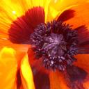 courage-dearone avatar