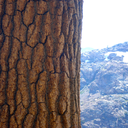 couragelikefeathers avatar