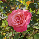 courting-starlight avatar