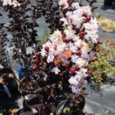 courtneymeyer avatar