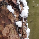 coven-of-ravens avatar