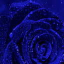 covered-byrosesbackup avatar